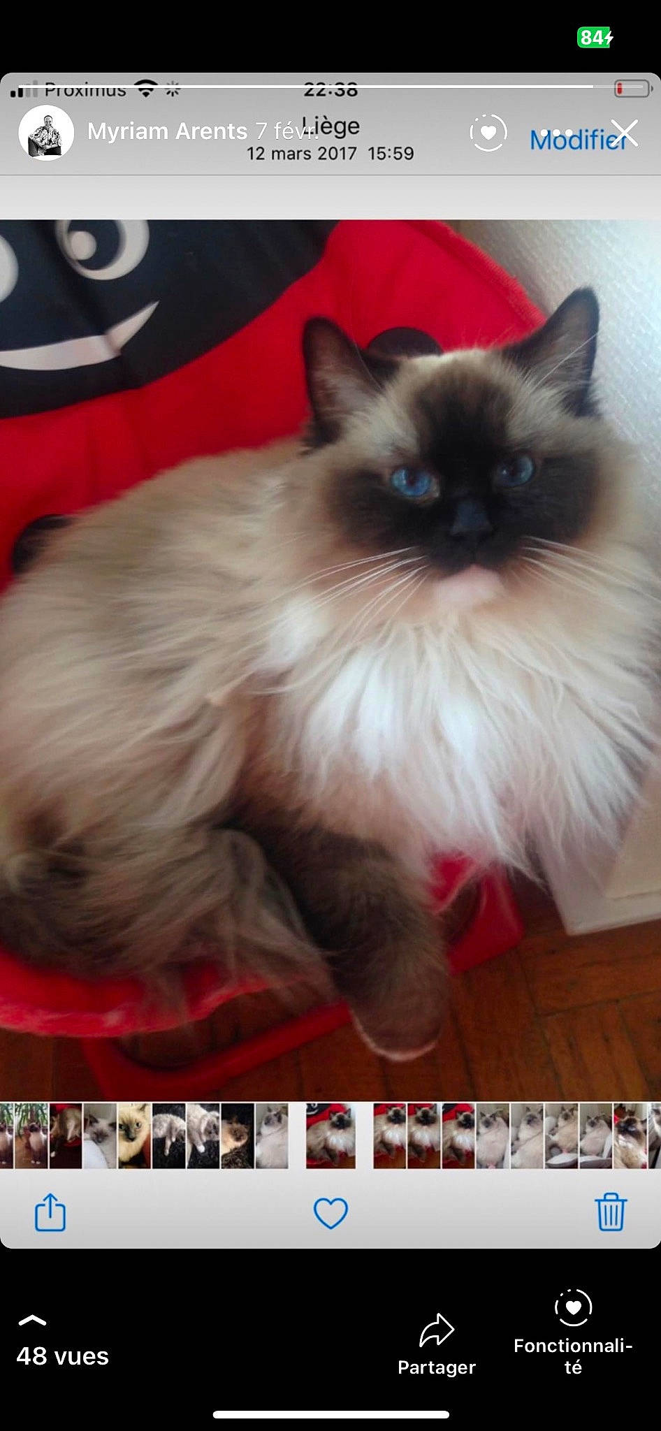 Abby a rejoint le concours — aidez-le/la à gagner de superbes lots ! balinese, birman, carnivore, cat, fawn, felidae, font, fur, gas, photo_caption, photograph, photography, rectangle, red, siamese, small_to_medium_sized_cats, snout, whiskers