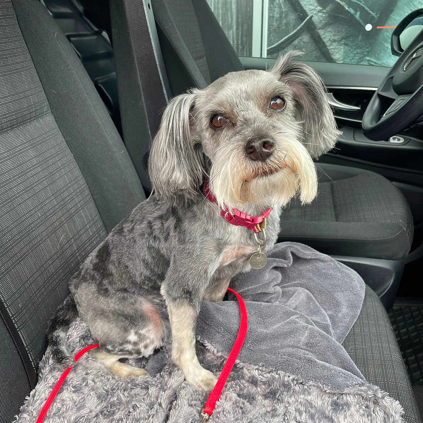 Minus participe au concours pour gagner de l'argent avec cette photo : accessories, alloywheel, animal, belt, canine, car, car_interior, carseat, carwheel, cushion, dog, homedecor, machine, pet, puppy, spoke, strap, tire, transportation, vehicle