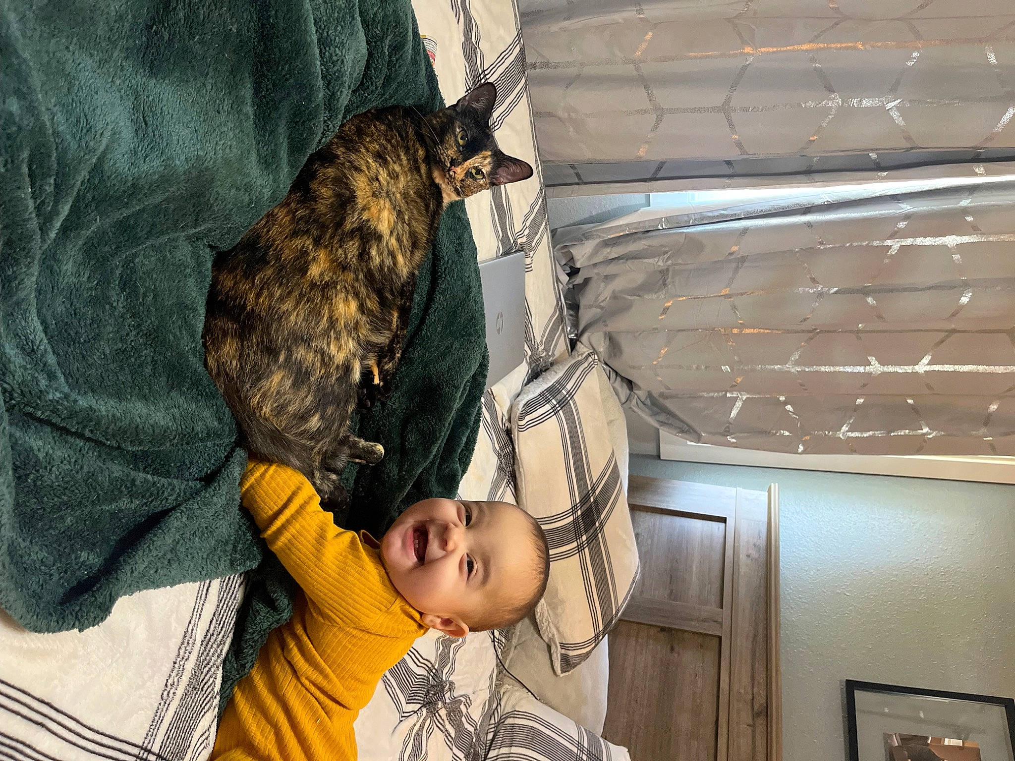 Evalina joined the competition — help win amazing prizes! bird_of_prey, cat, chair, comfort, domestic_short_haired_cat, feather, felidae, fur, kitchen, nap, organ, person, room, sitting, small_to_medium_sized_cats, tail, toddler, whiskers, wood