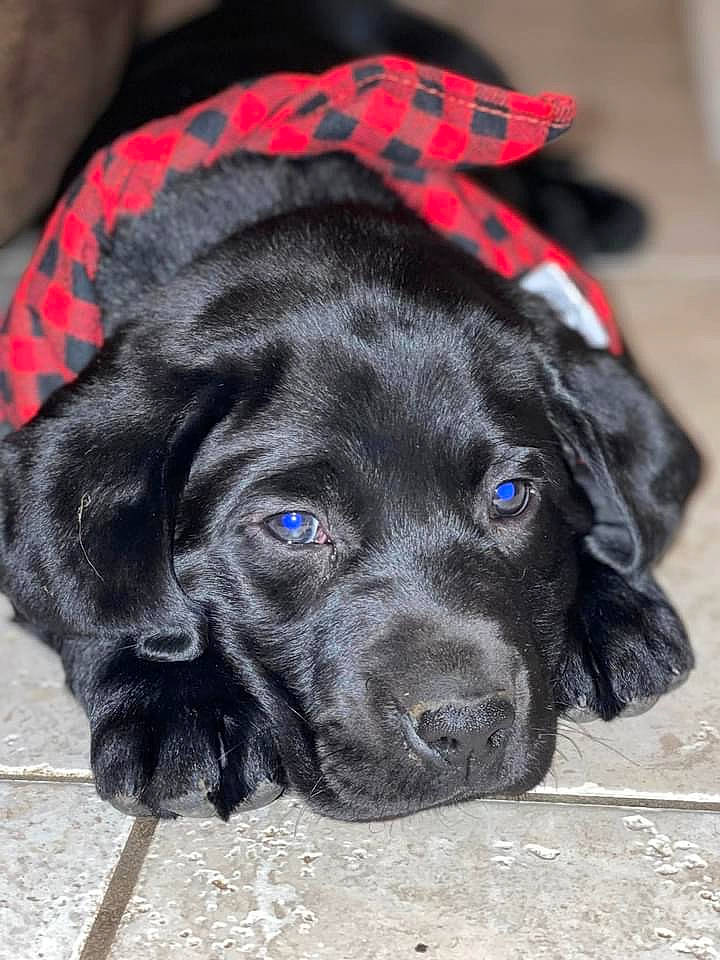 Buck is registered to the contest to win money with this photo: borador, canidae, carnivore, collar, companion_dog, dog, dog_breed, dog_collar, dog_supply, electric_blue, fur, gun_dog, hunting_dog, liver, pet_supply, snout, sporting_group, terrestrial_animal, whiskers, working_animal