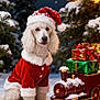 Piper joined the competition — help win amazing prizes! dog, poodle, santa_hat, christmas_costume, snow, toy_train, christmas_gifts, pine_trees, snowy, festive, holiday, winter, lights, outdoor, animal, cute, pet, celebration, red, white