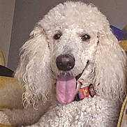 Piper is registered to the contest to win money with this photo: dog, poodle, white_dog, curly_fur, tongue_out, collar, pet, indoor, couch, toy, happy, close_up, animal, canine, domestic_animal, fur, mammal, companion, relaxed, cute