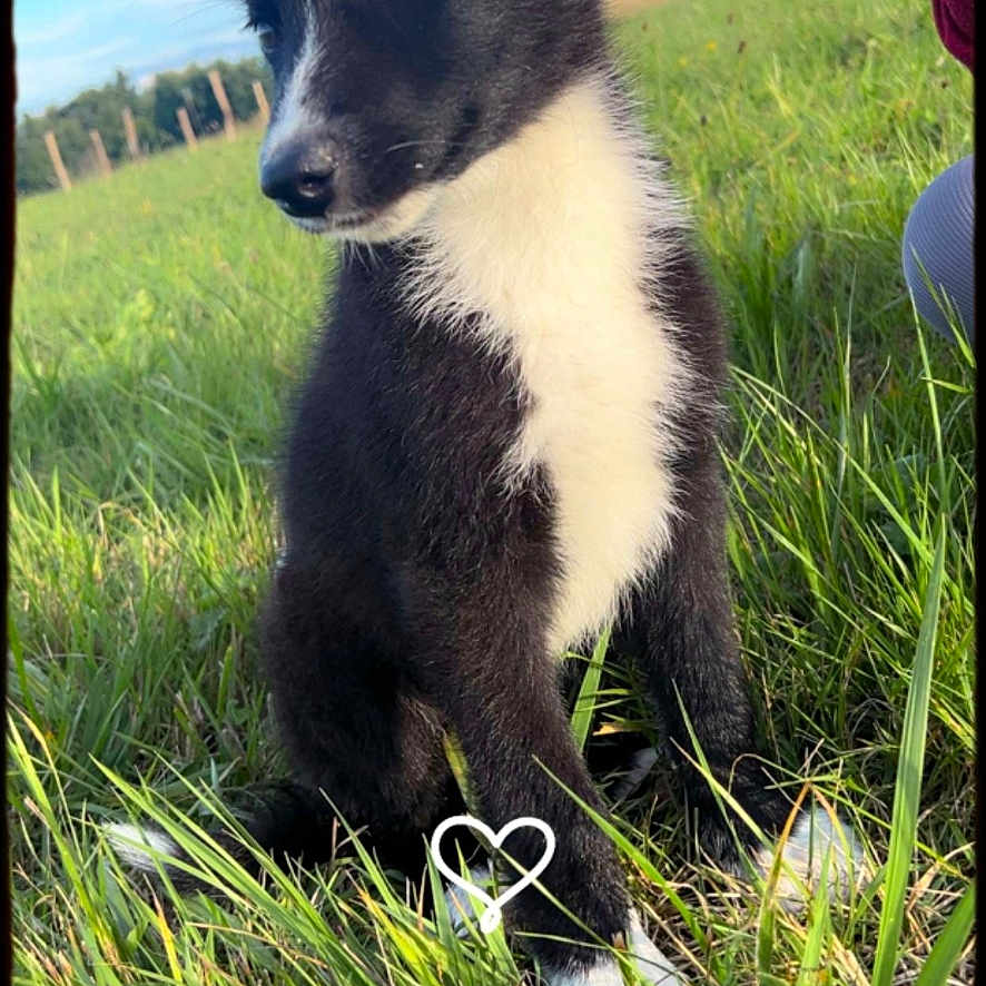 Aslan a rejoint le concours — aidez-le/la à gagner de superbes lots ! animal, attention, black_and_white, cute, daytime, dog, ears, field, fur, grass, greenery, nature, outdoor, person, pet, puppy, sitting, sky, snout, young_dog