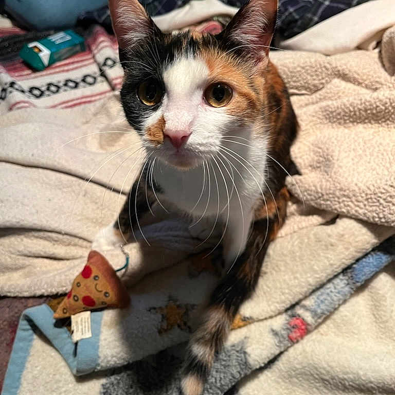 Issy is registered to the contest to win money with this photo: abyssinian, animal, bed, blanket, cat, couch, cushion, furniture, homedecor, indoors, kitten, laundry, linen, manx, person, pet, plush, quilt, towel, toy