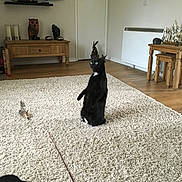 Daisy joined the competition — help win amazing prizes! cat, black_cat, carpet, feather_toy, living_room, wooden_furniture, tv, decor, floor, rug, indoor, pet, alert, curious, furniture, home, cozy, animal, play, stool