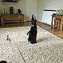 cat, black_cat, carpet, feather_toy, living_room, wooden_furniture, tv, decor, floor, rug, indoor, pet, alert, curious, furniture, home, cozy, animal, play, stool