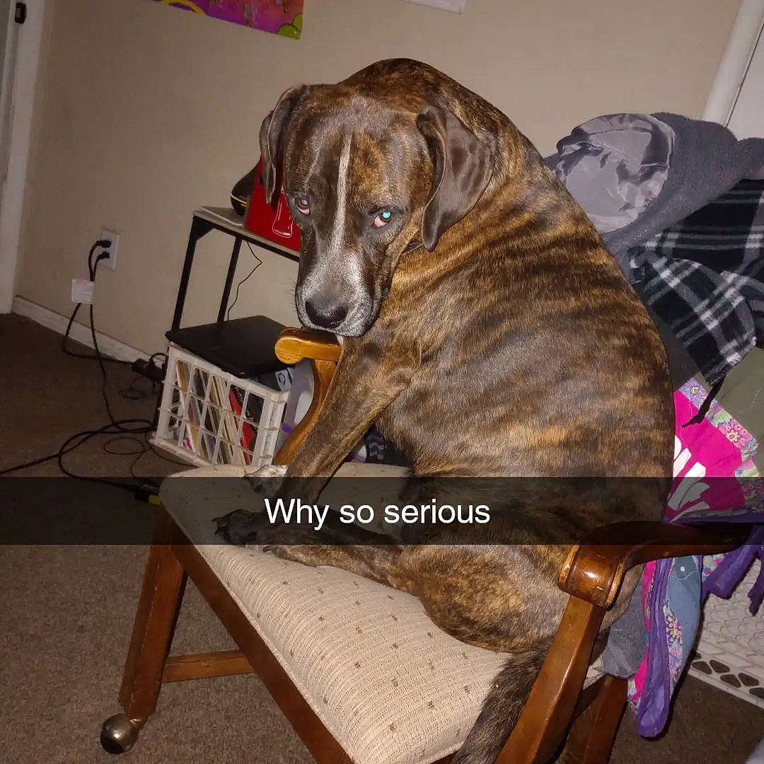 Damon joined the competition — help win amazing prizes! canidae, carnivore, collar, companion_dog, dog, dog_breed, dog_collar, dog_supply, fawn, fur, gun_dog, liver, metal, pet_supply, rampur_greyhound, sighthound, snout, sporting_group, tartan, working_animal