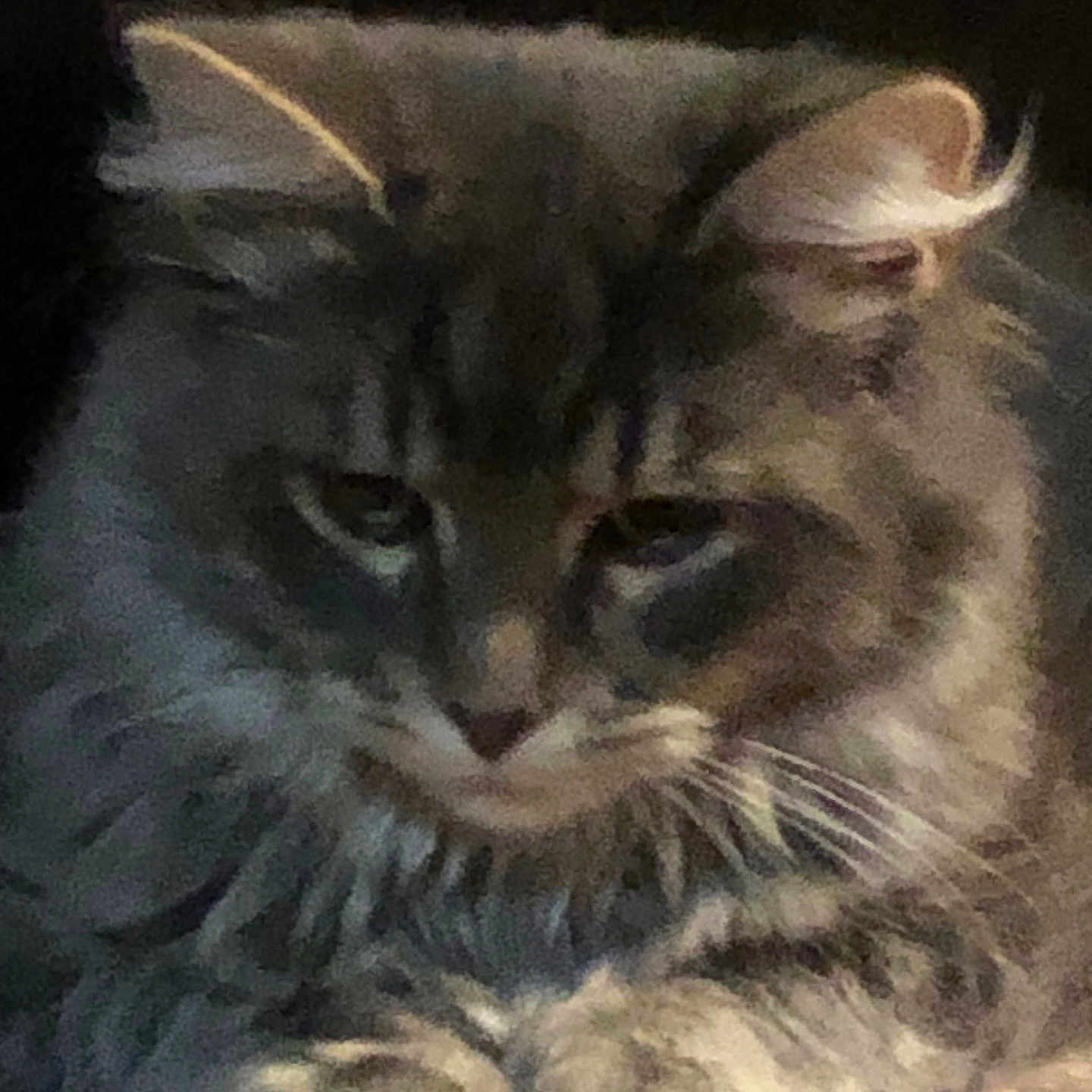 Dabi is registered to the contest to win money with this photo: cat, gray_cat, feline, pet, animal, close_up, portrait, whiskers, ears, eyes, nose, paws, fur, fluffy, sleepy, indoors, blanket, cozy, resting, low_light