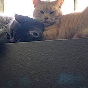 Dabi joined the competition — help win amazing prizes! cat, cats, orange_cat, dark_cat, feline, pet, animal, indoors, window, couch, fur, whiskers, ears, eyes, portrait, cuddling, sitting, home, backlit, closeup