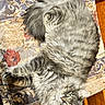 Dabi is registered to the contest to win money with this photo: cat, gray_cat, fluffy, long_hair, feline, pet, animal, sleeping, lying_down, chair, upholstery, patterned_fabric, indoors, wooden_floor, portrait, whiskers, green_eyes, relaxed, cozy, closeup