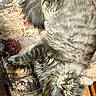 Dabi joined the competition — help win amazing prizes! cat, gray_cat, fluffy, long_hair, feline, green_eyes, lying_down, relaxed, portrait, indoor, chair, upside_down, patterned_fabric, ornate, furniture, whiskers, ears, tail, cozy, pet