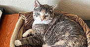 Mazikeen joined the competition — help win amazing prizes! abyssinian, animal, basket, bed, cat, couch, cradle, furniture, hardwood, kitten, manx, pet, stainedwood, wood