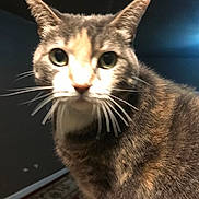 Mazikeen is registered to the contest to win money with this photo: cat, tabby, pet, animal, close_up, portrait, whiskers, ears, eyes, nose, fur, striped, brown, gray, white, indoor, curious, alert, face, dramatic_lighting