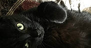 Amina is registered to the contest to win money with this photo: cat, black_cat, green_eyes, pet, animal, feline, fur, whiskers, paw, lying_down, upside_down, relaxed, indoor, bed, blanket, bedding, cozy, portrait, close_up, playful