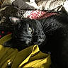 black_cat, cat, feline, pet, whiskers, green_eyes, pointed_ears, fur, animal, lying_down, relaxed, cozy, blanket, bed, indoors, close_up, portrait, black_fur, sleepy, cute