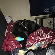 Amina is registered to the contest to win money with this photo: black_cat, cat, pet, animal, sleeping, curled_up, toy, blue_toy, orange_toy, cushion, blanket, floral_pattern, living_room, television, furniture, indoor, cozy, black_fur, relaxed, photograph
