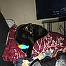 black_cat, cat, pet, animal, sleeping, curled_up, toy, blue_toy, orange_toy, cushion, blanket, floral_pattern, living_room, television, furniture, indoor, cozy, black_fur, relaxed, photograph