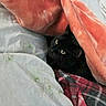 cat, black_cat, pet, animal, eyes, glowing_eyes, blanket, bed, bedding, cozy, indoors, home, sleeping, hiding, peeking, curious, portrait, fabric, red_blanket, white_blanket