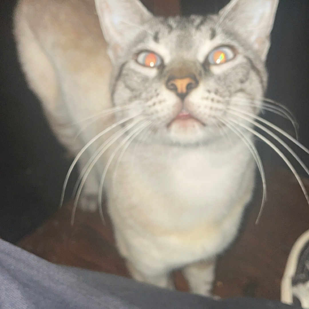 Enough is registered to the contest to win money with this photo: abyssinian, animal, cat, manx, pet, siamese