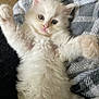 Snowbell is registered to the contest to win money with this photo: adorable, animal, blanket, cat, cozy, cute, eyes, face, fluffy, fur, indoor, kitten, lying_down, paws, pet, relaxed, small, soft, white_fur, young