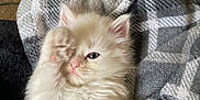 Snowbell is registered to the contest to win money with this photo: animal, blanket, cat, closeup, comfort, cozy, cute, domestic_cat, feline, fluffy, indoor, kitten, paw, pet, plaid, relaxed, sleepy, soft, white_fur, young