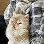 animal, blanket, cat, closeup, comfort, cozy, cute, domestic_cat, feline, fluffy, indoor, kitten, paw, pet, plaid, relaxed, sleepy, soft, white_fur, young