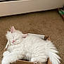 animal, cardboard_box, carpet, cat, closed_eyes, cozy, cute, domestic_animal, ears, feline, fluffy, fur, indoor, paw, pet, relaxed, resting, sleeping, tail, white_cat