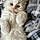 Snowbell