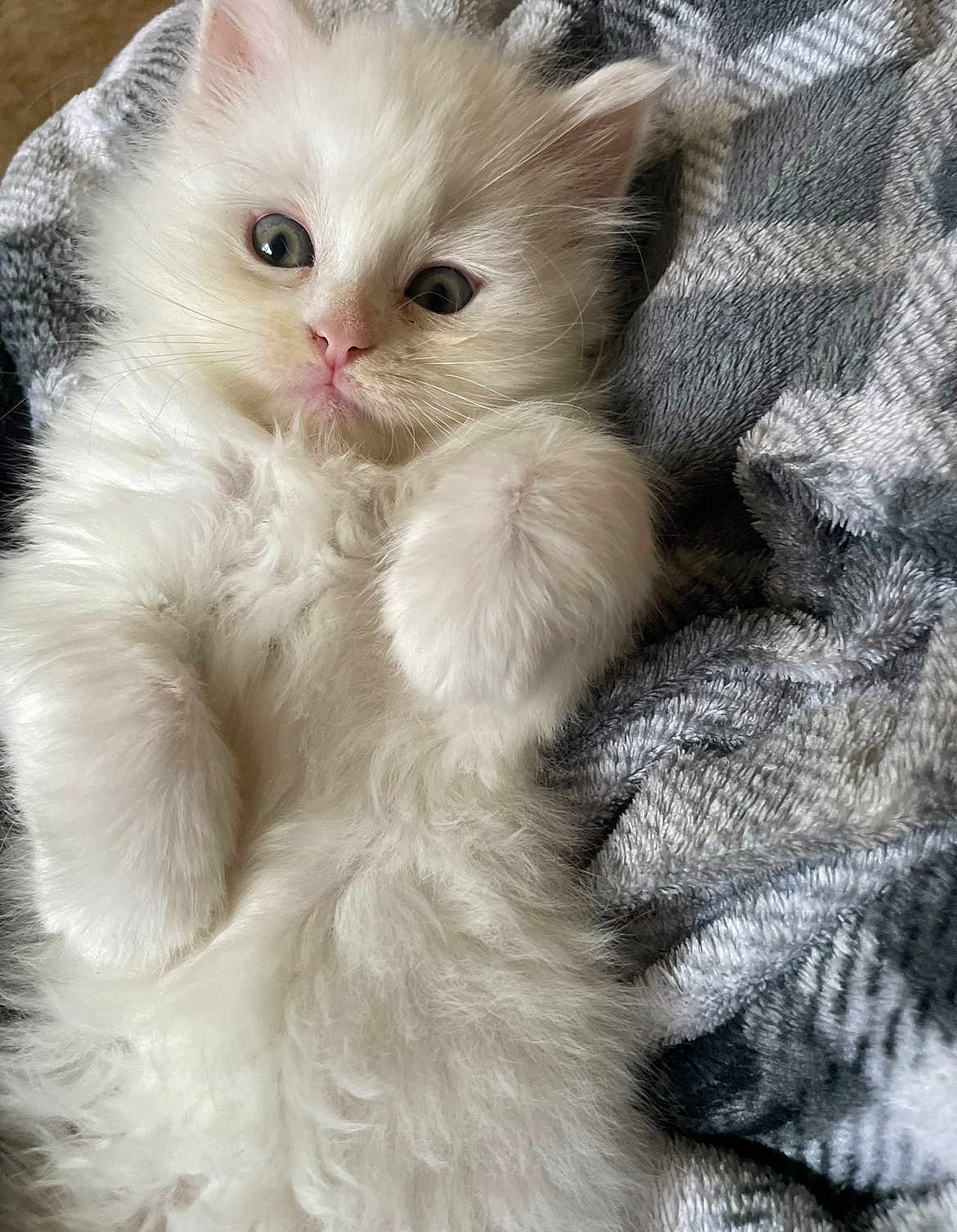 Snowbell