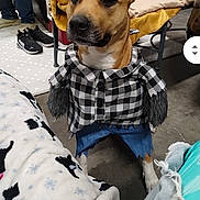Diamond Renee joined the competition — help win amazing prizes! dog, indoor, clothing, plaid_shirt, pants, blanket, floor, furniture, pet, canine, costume, brown_dog, seated, paw, household, casual, animal, cute, expression, cozy