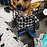 dog, indoor, clothing, plaid_shirt, pants, blanket, floor, furniture, pet, canine, costume, brown_dog, seated, paw, household, casual, animal, cute, expression, cozy