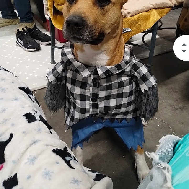 Diamond Renee joined the competition — help win amazing prizes! dog, indoor, clothing, plaid_shirt, pants, blanket, floor, furniture, pet, canine, costume, brown_dog, seated, paw, household, casual, animal, cute, expression, cozy