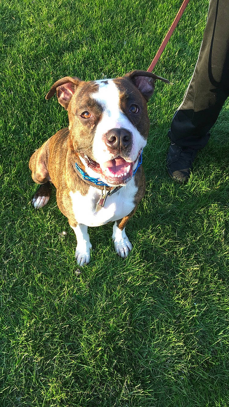 Goober joined the competition — help win amazing prizes! american_bulldog, american_pit_bull_terrier, american_staffordshire_terrier, australian_bulldog, canidae, carnivore, companion_dog, dog, dog_breed, dog_walking, fawn, grass, mammal, non_sporting_group, pit_bull, rare_breed_dog, staffordshire_bull_terrier, vertebrate