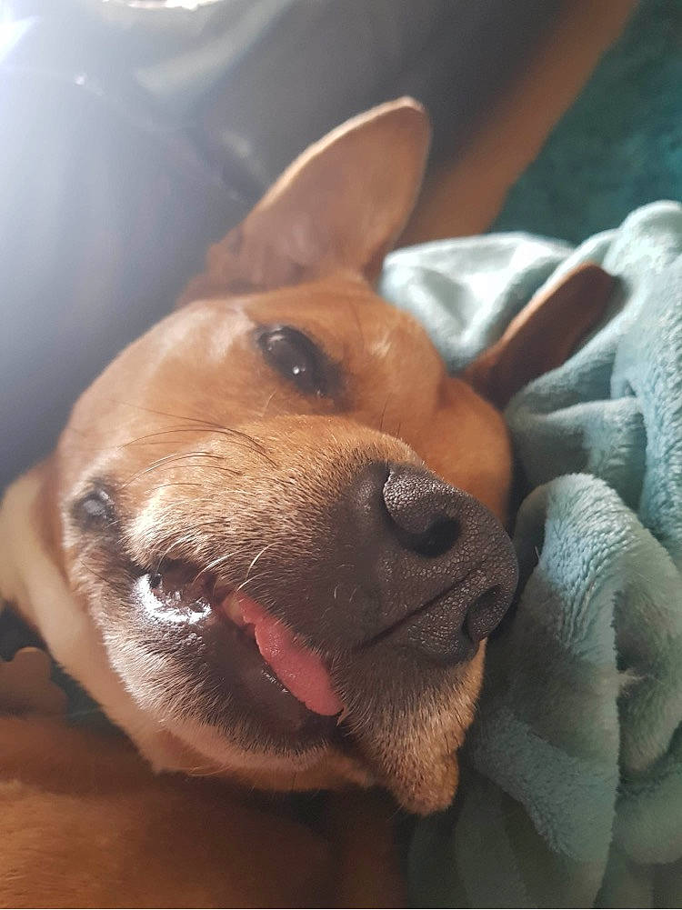 Bobbie is registered to the contest to win money with this photo: american_pit_bull_terrier, canidae, carnivore, dog, dog_breed, ear, fawn, mammal, non_sporting_group, nose, rhodesian_ridgeback, snout, sporting_group, vertebrate, whiskers