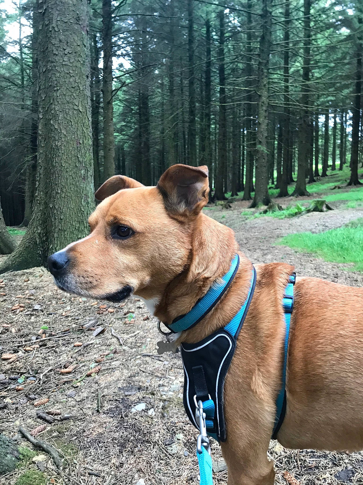 Bobbie is registered to the contest to win money with this photo: adventure, black_mouth_cur, canidae, carnivore, carolina_dog, collar, companion_dog, dog, dog_breed, dog_collar, fawn, feist, leash, mammal, mountain_cur, plant, potcake_dog, rare_breed_dog, snout, sporting_group