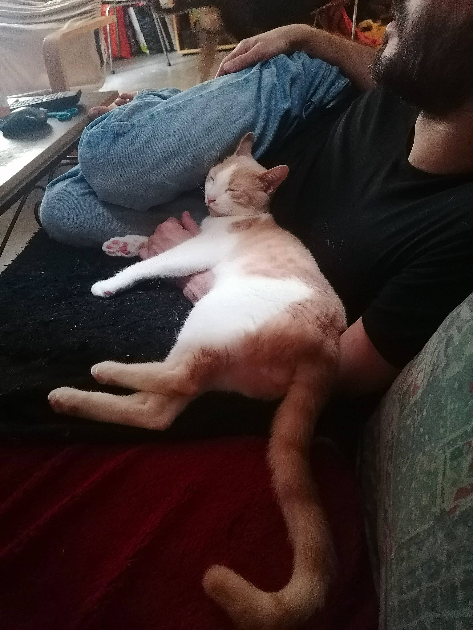 Brioche participe au concours pour gagner de l'argent avec cette photo : abdomen, carnivore, cat, comfort, companion_dog, dog_breed, elbow, fawn, felidae, foot, human_leg, knee, lap, leg, small_to_medium_sized_cats, sporting_group, tail, thigh, trunk, whiskers