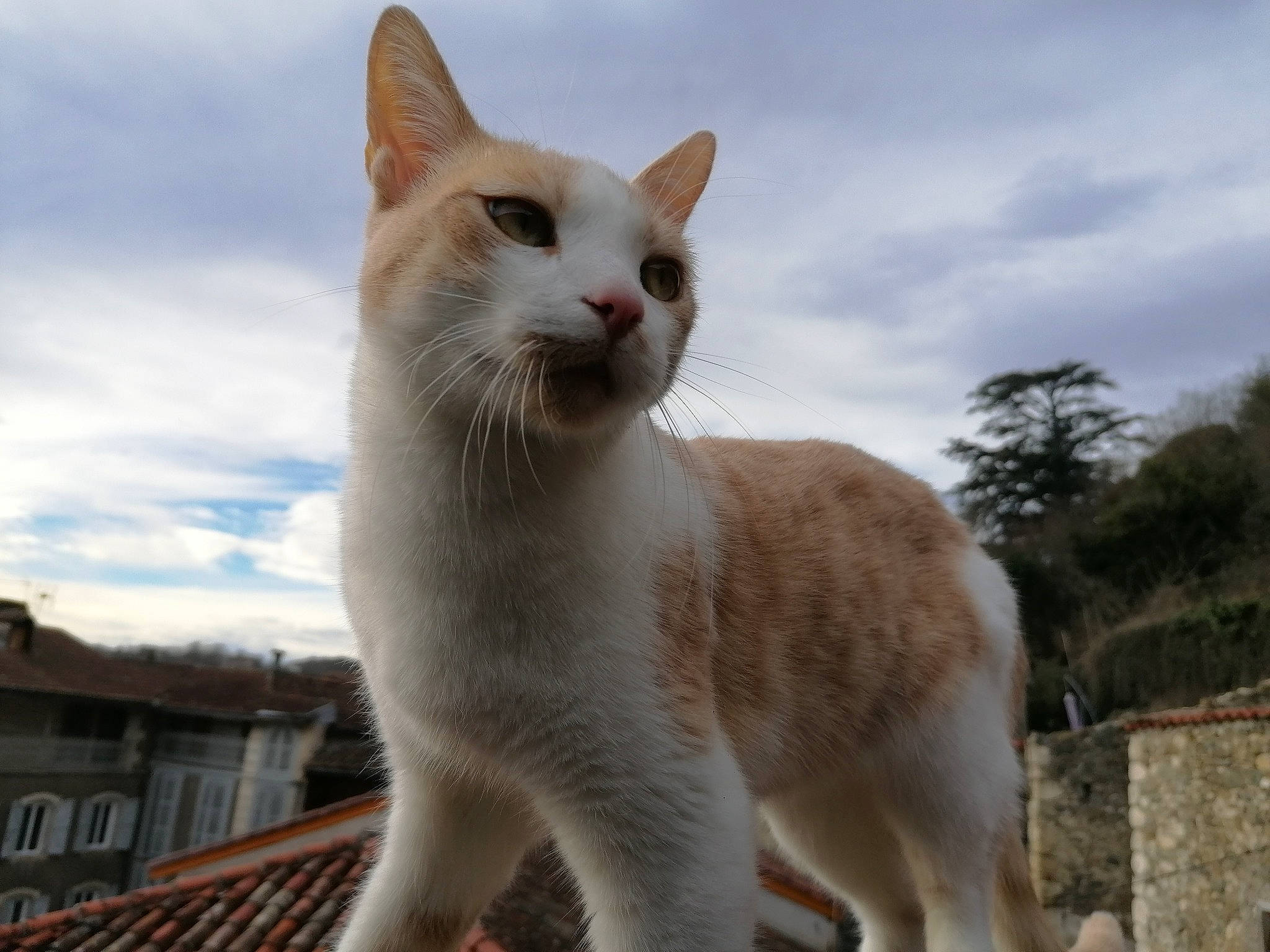 Brioche a rejoint le concours — aidez-le/la à gagner de superbes lots ! carnivore, cat, cloud, domestic_short_haired_cat, felidae, fur, sky, small_to_medium_sized_cats, snout, tail, terrestrial_animal, tree, whiskers, window