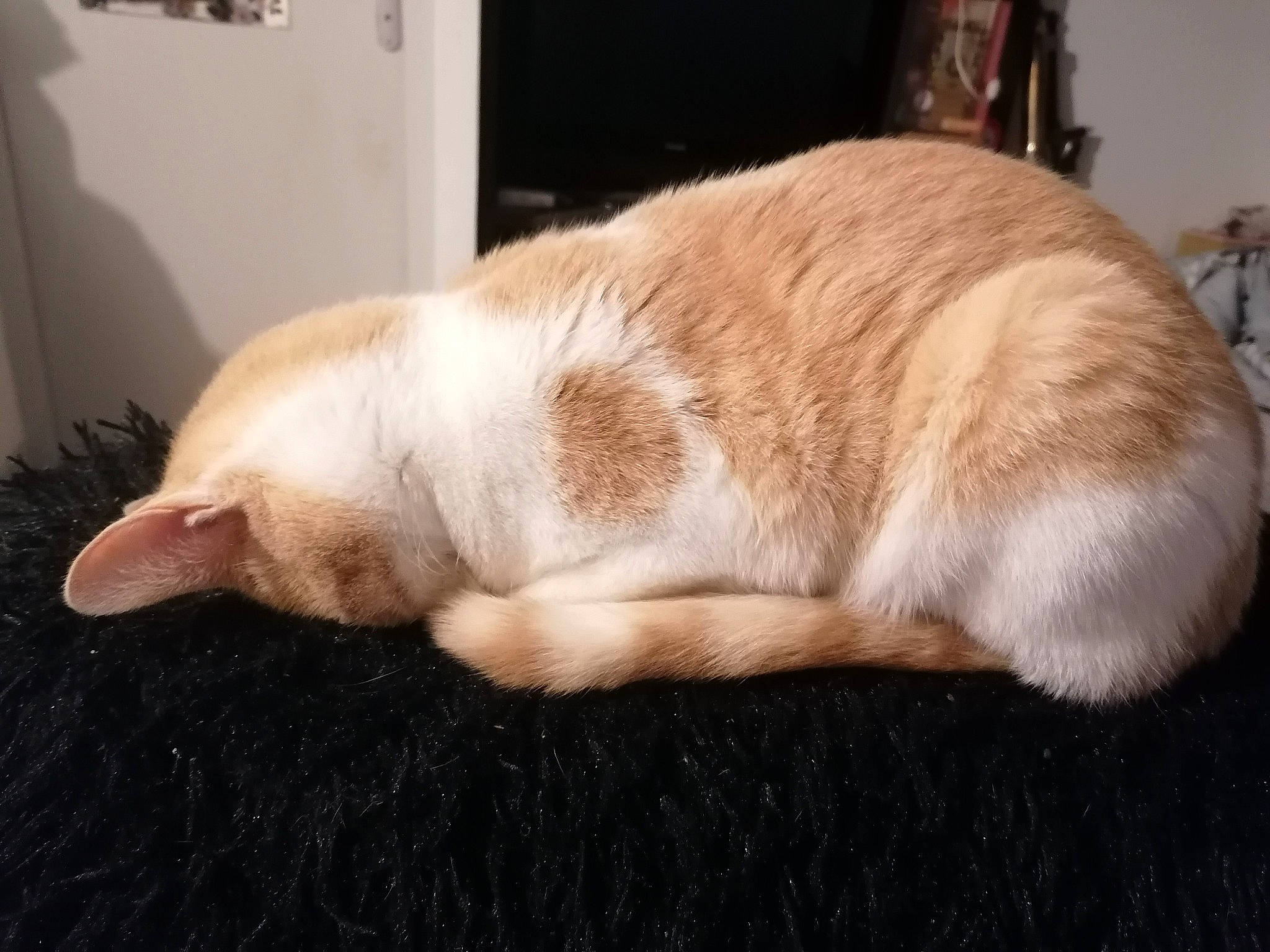 Brioche participe au concours pour gagner de l'argent avec cette photo : canidae, carnivore, cat, comfort, dog_breed, ear, fawn, felidae, flooring, fur, hardwood, nap, paw, sleep, small_to_medium_sized_cats, snout, sporting_group, tail, whiskers, wood