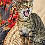 cat, tabby_cat, sitting, couch, pillow, floral_pattern, striped, feline, indoor, pet, animal, cute, whiskers, ears, mouth_open, fur, domestic_animal, relaxed, home, cozy