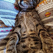 Romy participe au concours pour gagner de l'argent avec cette photo : kitten, cat, sleeping, close_up, tabby, fur, pillows, texture, cozy, relaxed, indoor, cute, pet, animal, resting, soft, pattern, colorful, comfort, peaceful