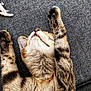 Romy participe au concours pour gagner de l'argent avec cette photo : cat, tabby, sleeping, relaxed, fur, paws, whiskers, closeup, texture, fabric, gray, striped, pet, animal, cute, cozy, resting, indoor, mammal, feline
