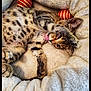 Romy participe au concours pour gagner de l'argent avec cette photo : kitten, cat, spotted, pet, playful, licking, paw, plush_bed, cozy, red_ball, gold_ball, fur, cute, animal, sleepy, relaxed, indoor, soft, comfort, resting