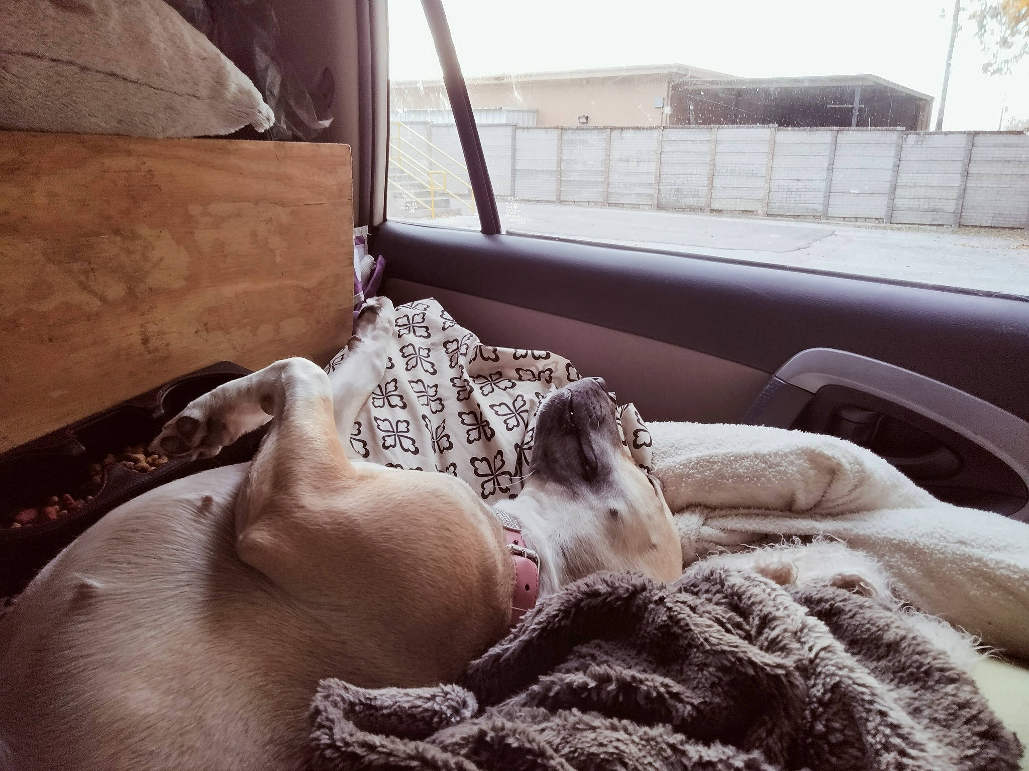 Lola is registered to the contest to win money with this photo: auto_part, canidae, car, car_seat, carnivore, comfort, companion_dog, couch, dog, dog_breed, door, fawn, felidae, small_to_medium_sized_cats, snout, sporting_group, vehicle, vehicle_door, window, working_animal