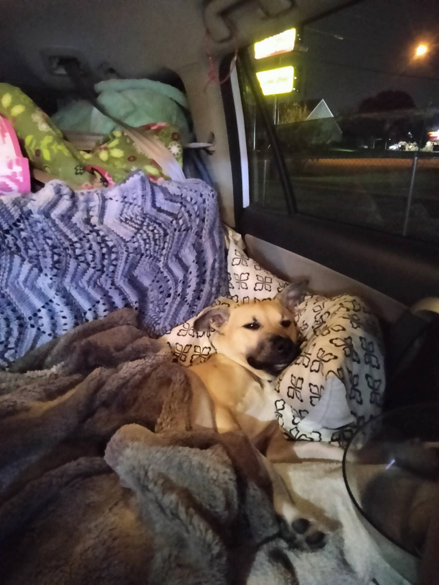 Lola joined the competition — help win amazing prizes! canidae, carnivore, comfort, companion_dog, darkness, dog, dog_breed, fawn, felidae, fur, linens, nap, room, snout, sporting_group, terrestrial_animal, toy_dog, whiskers, wildlife, window