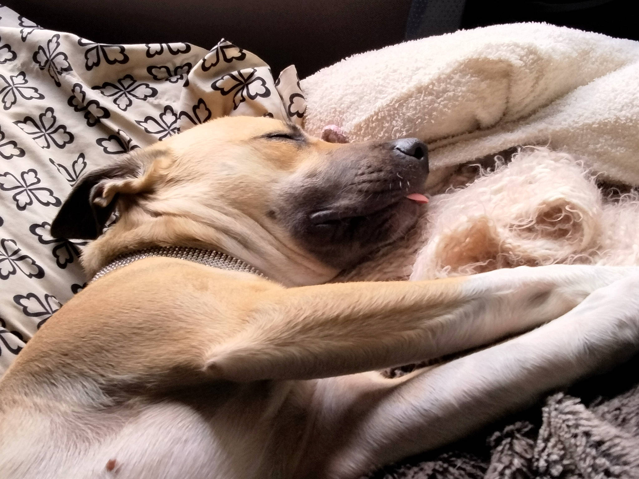 Lola joined the competition — help win amazing prizes! canidae, carnivore, comfort, companion_dog, dog, dog_breed, fawn, felidae, fur, linens, nap, paw, puppy_love, sleep, snout, sporting_group, terrestrial_animal, whiskers, wildlife, working_animal