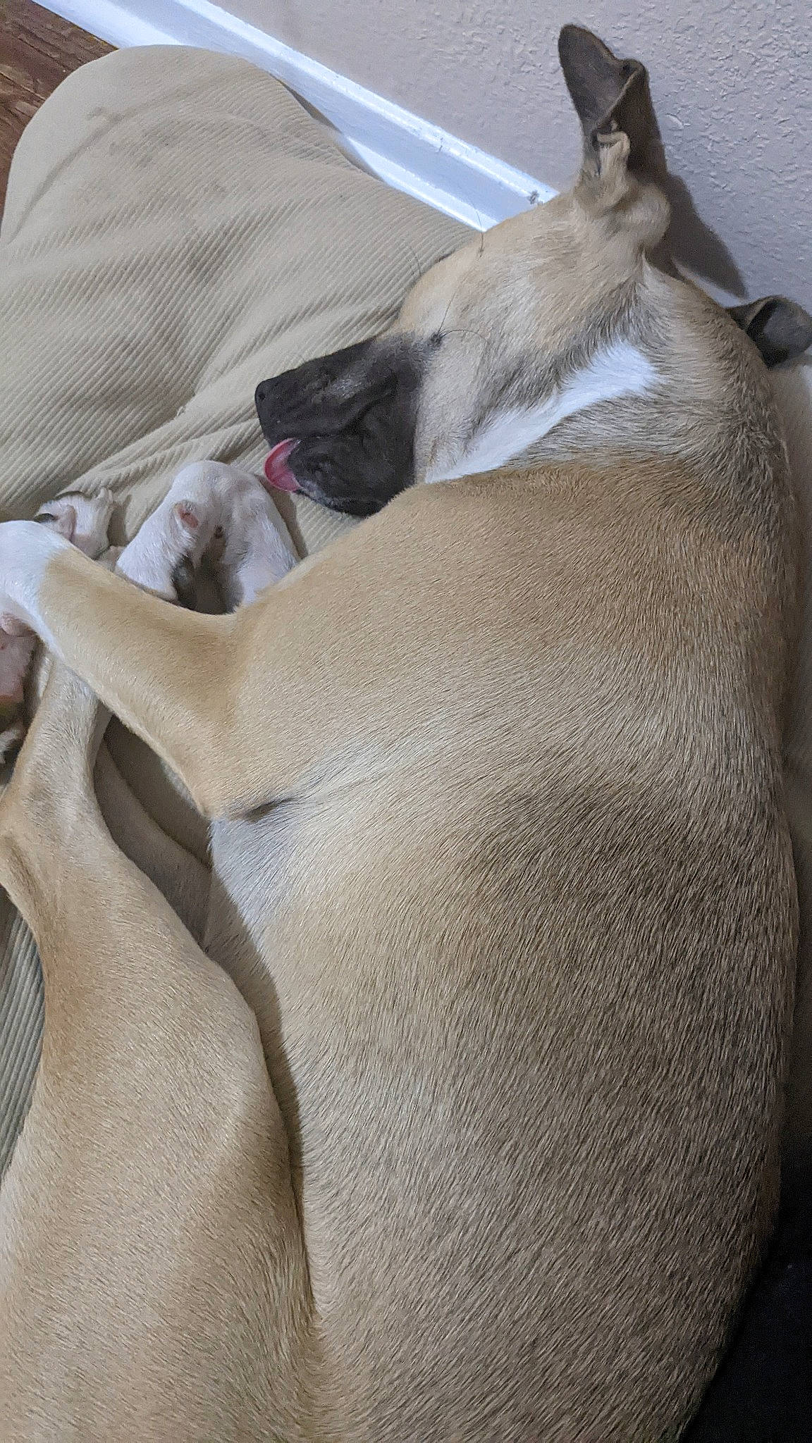 Lola joined the competition — help win amazing prizes! carnivore, collar, comfort, companion_dog, dog, dog_breed, dog_supply, fawn, grey, guard_dog, human_leg, linens, non_sporting_group, paw, pet_supply, working_animal