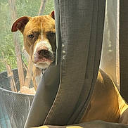 Winston is registered to the contest to win money with this photo: dog, curtain, sunlight, window, mesh_screen, tan_fur, pet, indoor, outdoor, greenery, animal, face, ears, collar, shadow, daylight, peeking, serious_expression, close_up, furniture