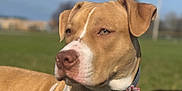 Winston is registered to the contest to win money with this photo: dog, canine, pet, animal, outdoor, nature, grass, collar, tan, white, close_up, portrait, daylight, field, ears, snout, muzzle, fur, looking_away, calm