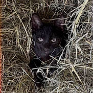 Minnie Moo is registered to the contest to win money with this photo: animal, background, black_cat, cat, closeup, curious, cute, ears, fur, hay, kitten, mammal, nature, nest, outdoor, pet, small, texture, whiskers, young
