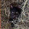 animal, background, black_cat, cat, closeup, curious, cute, ears, fur, hay, kitten, mammal, nature, nest, outdoor, pet, small, texture, whiskers, young